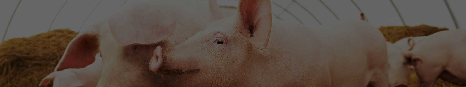 bestzyme酶的应用