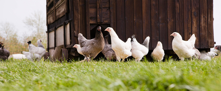 Bestzyme Bio-Engineering Co。，Ltd。